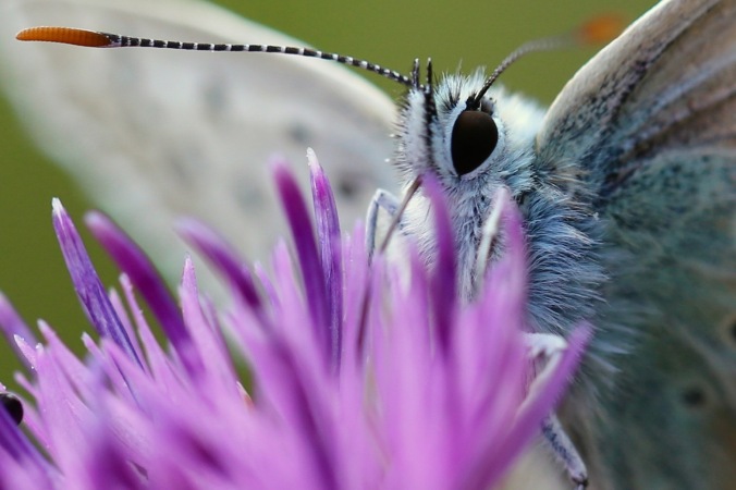 Chalk Hill Blue Butterfly
