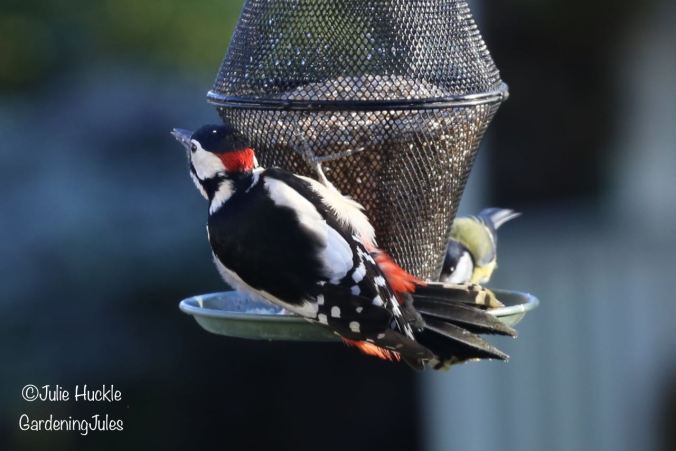 Greater Spotted Woodpecker sharing sunflower hearts with a Great Tit 